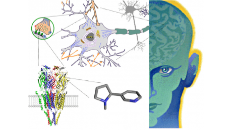 Coursera – Drugs and the Brain