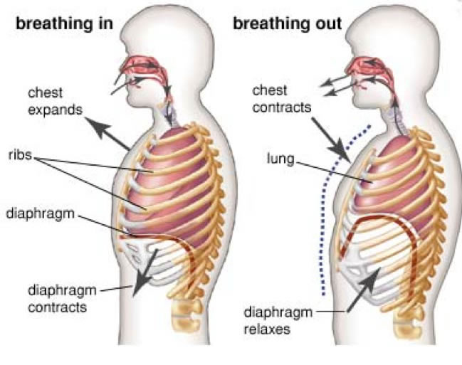 Simple Shoulder Solution, Max Shank