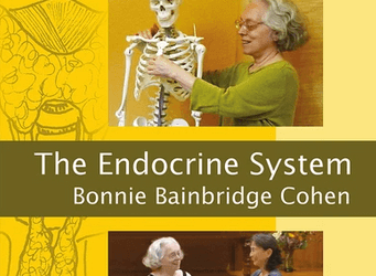 Bonnie Bainbridge Cohen – Embodied Anatomy and the Endocrine System