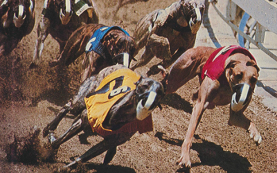 Jack Gillen – The Key to Speculation for Greyhound Dog Racing