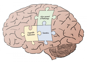 Piecing Together the Parkinson's Puzzle - Maximizing Function & Improving Intervention