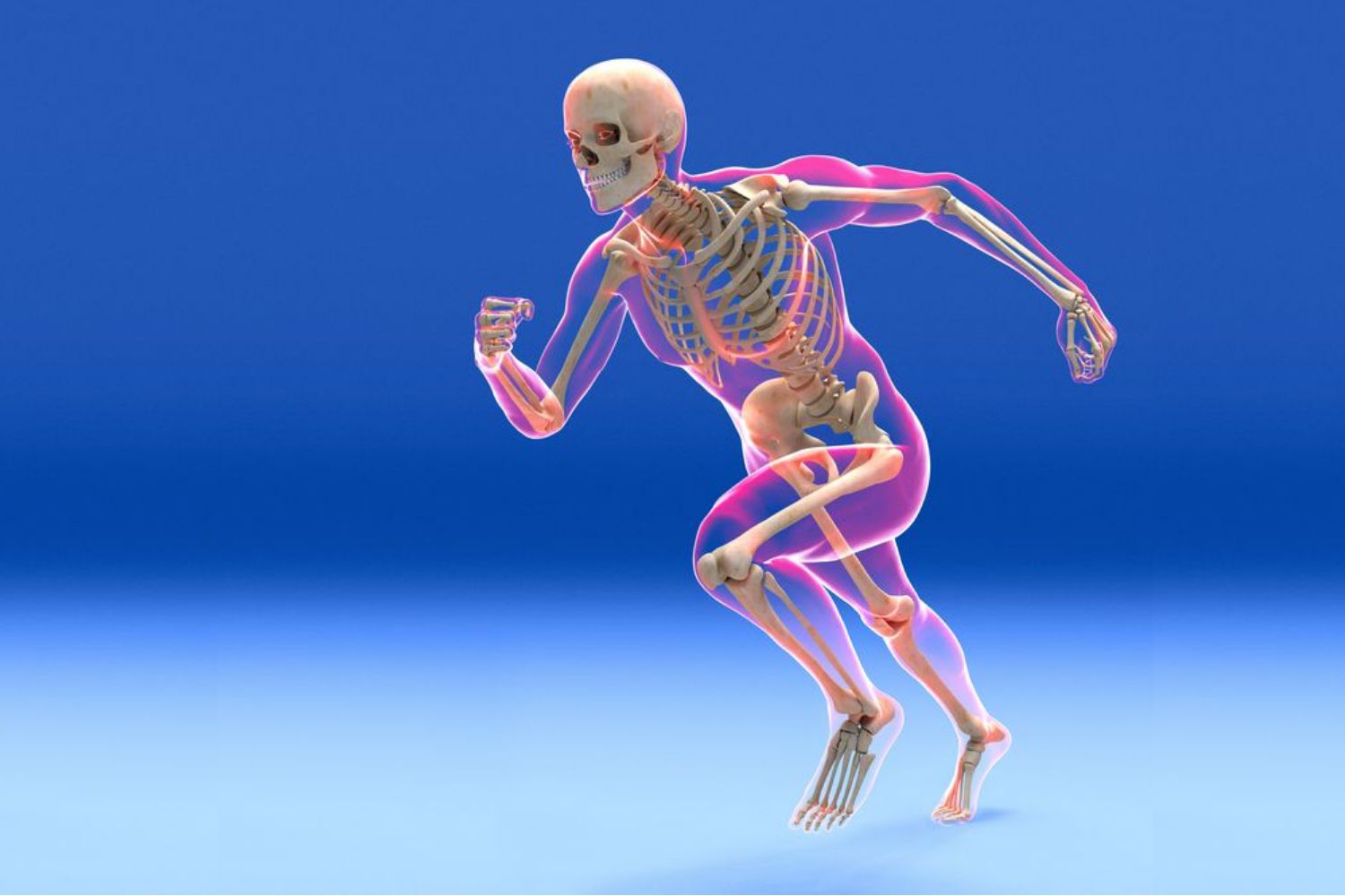 Rebuild Your Body 2016 – Skeletal System