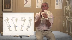 Tom Myers - Balancing the Pelvis