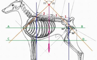 Dr Evgenij Yerusalimsky – BioMechanical Model and Harmony in Dog Structure seminar