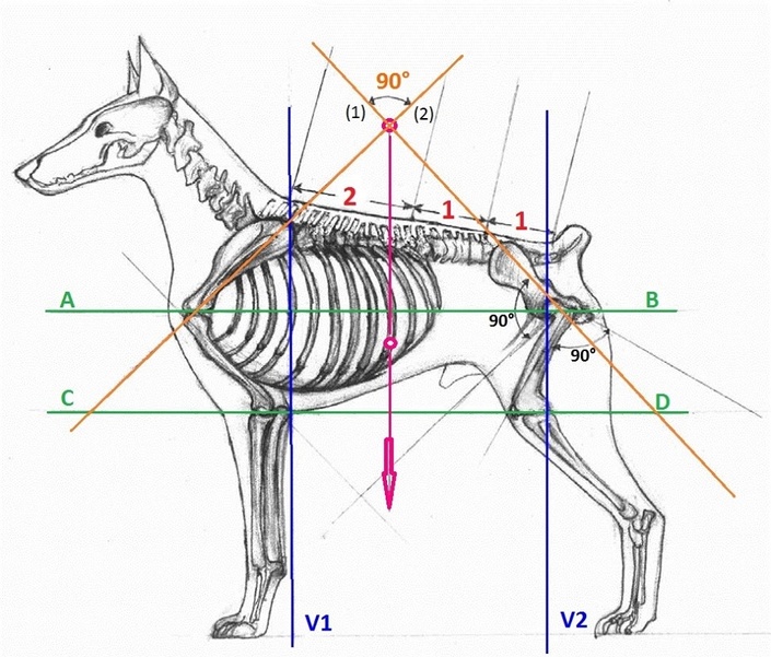 Dr Evgenij Yerusalimsky – BioMechanical Model and Harmony in Dog Structure seminar