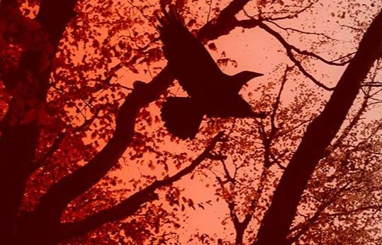 Centre of Excellence – Horror Writing Diploma Course