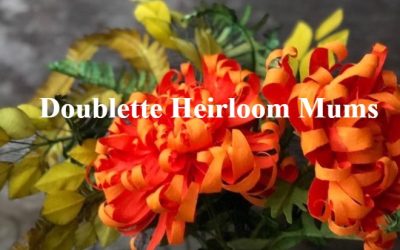 Amity Katharine Libby – Doublette Heirloom Mums