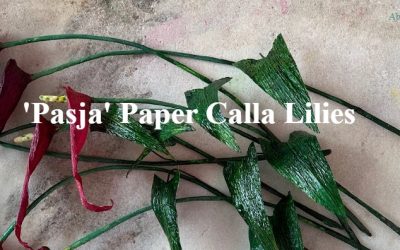 Amity Katharine Libby – ‘Pasja’ Paper Calla Lilies
