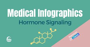 Dr. Lara Salyer – Hormone Signaling Medical Infographics – Premium