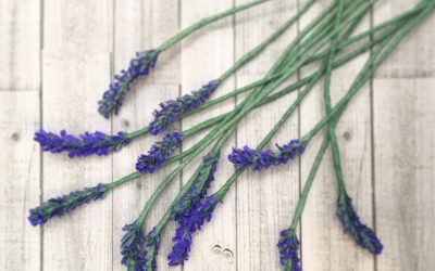 Janita Court – Paper English Lavender Buds