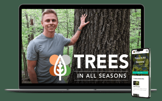 Adam Haritan – Trees In All Seasons (2)