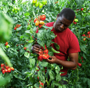 Centre of Excellence – Horticulture Diploma Course (2)