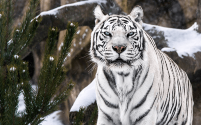 White Tigress Society – Tiger’s Waist