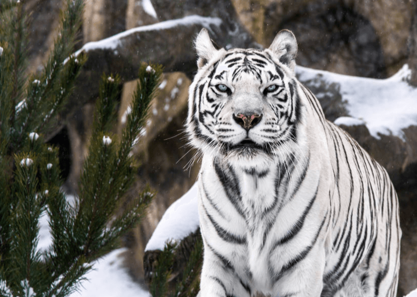 White Tigress Society – Tiger’s Waist (1)