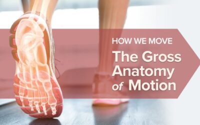 Elizabeth Murray – How We Move – The Gross Anatomy of Motion