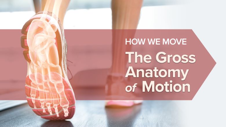 Elizabeth Murray – How We Move – The Gross Anatomy of Motion