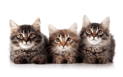 Centre of Excellence – Feline Behaviour and Psychology Diploma Course